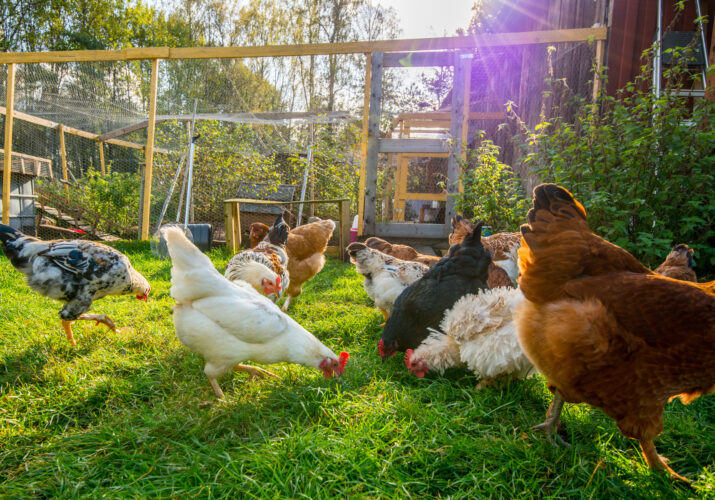 Chicken Coop Space Requirements